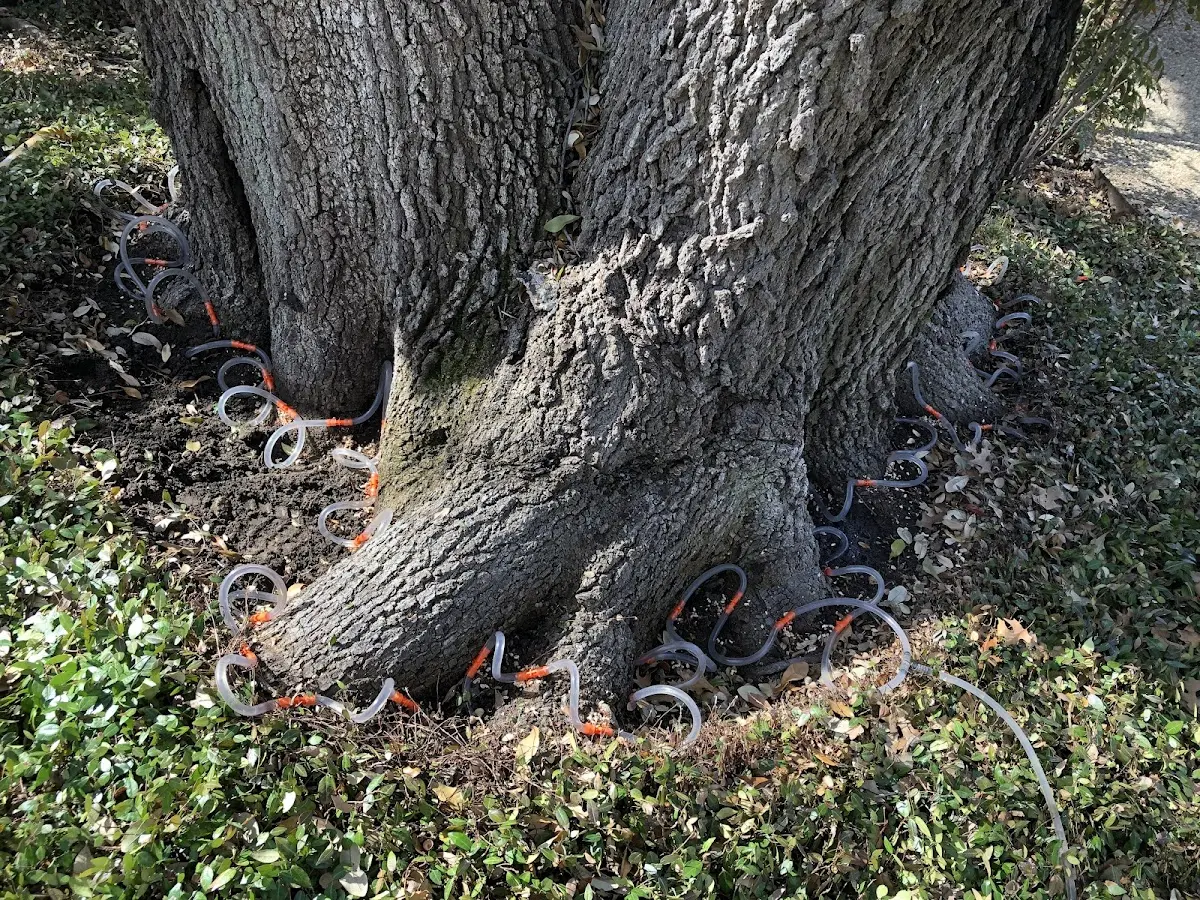 Detailed Tree Cabling and Bracing job site in Fountainville