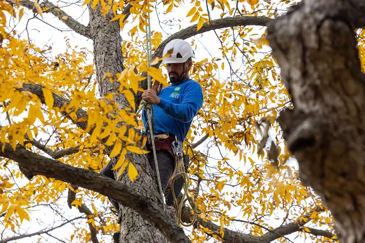 Skilled Tree Pruning crew working in Fountainville