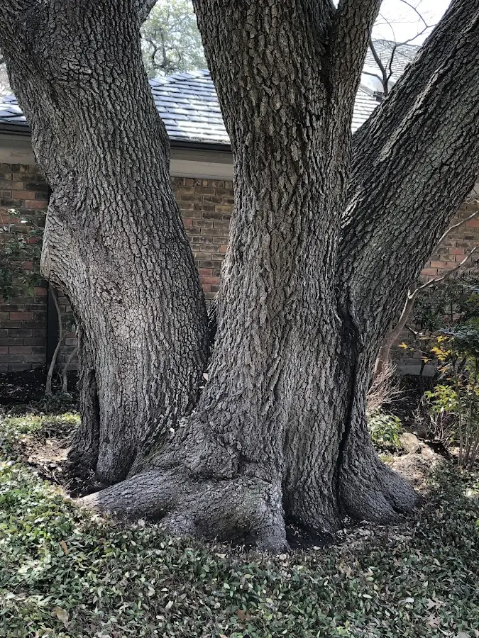Mature heritage tree close to a Fountainville property cared for by certified arborists